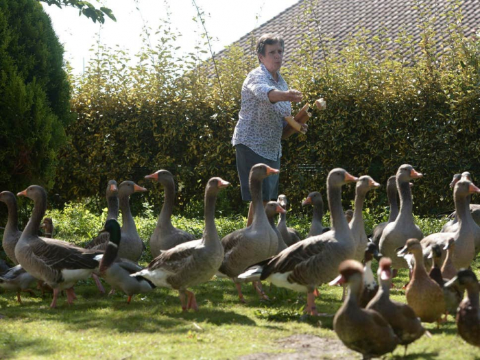 Ducks win court case over loud quacking in French countryside
