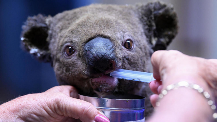 Online fundraiser for bushfire-hit koalas tops Aus$1 mn
 