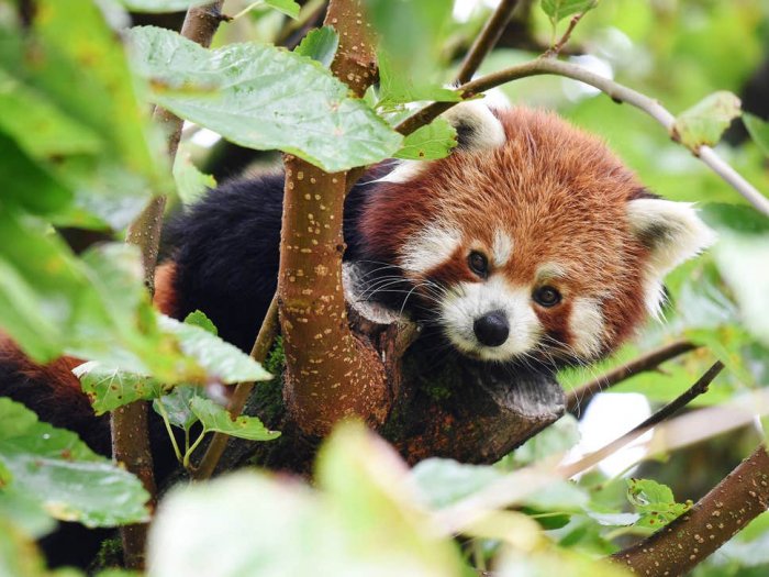 Endangered red panda on loose after escaping from zoo