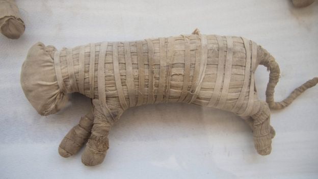 Egypt animal mummies showcased at Saqqara near Cairo