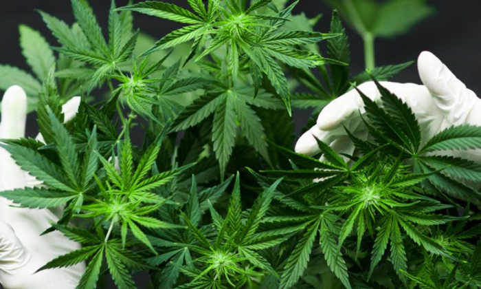 Cannabis tied to severe heart attack risk in younger adults  