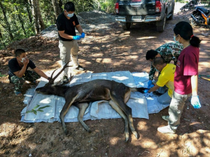 En Thaïlande, un cerf sauvage découvert mort avec l