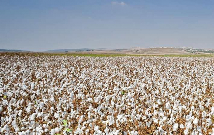   Over 290,000 tons of cotton harvested in Azerbaijan to date  