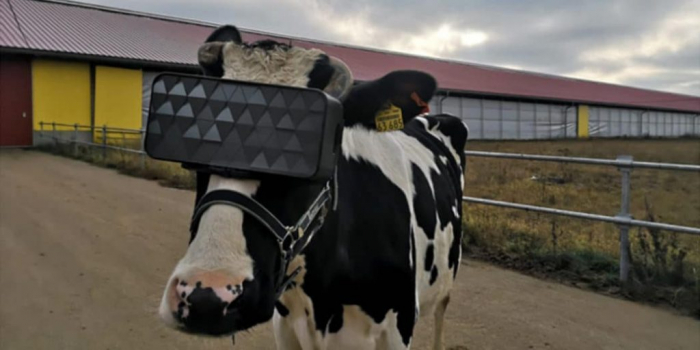 En Russie, les vaches portent des casques de réalité virtuelle pour produire plus de lait