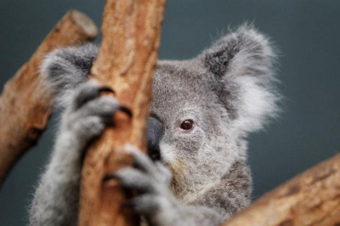 Incendies en Australie: péril sur les koalas