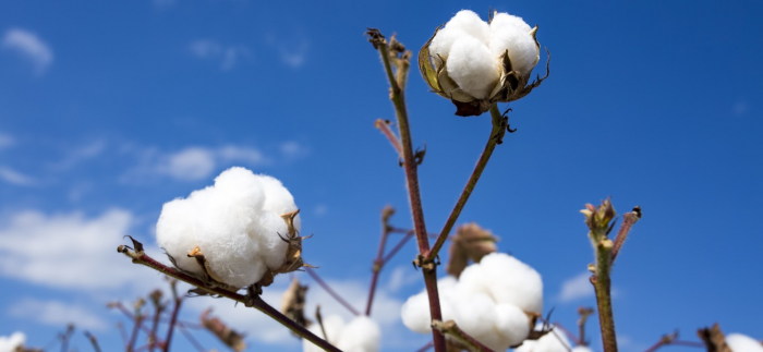   Over 280,000 tons of cotton harvested in 2019 so far in Azerbaijan  