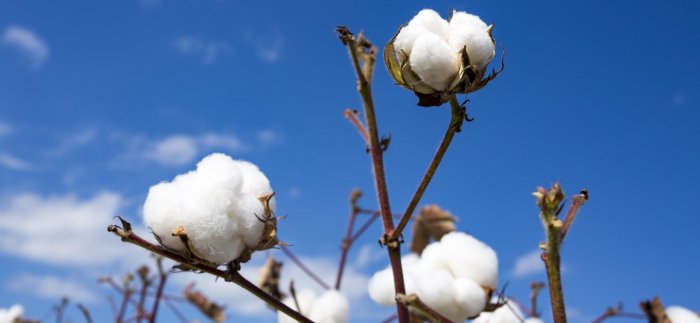 Exports of cotton fiber, yarn up in Azerbaijan in 10 months 2019