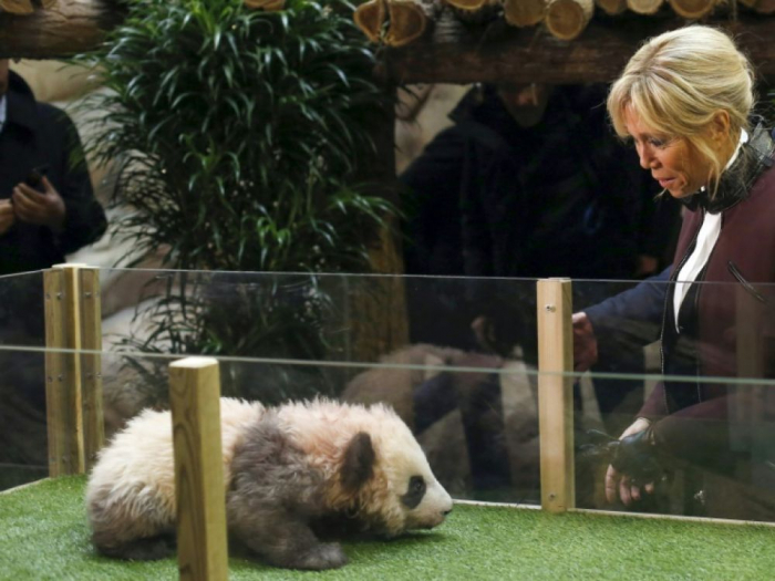 Les pandas de Beauval, un des enjeux de la visite de Macron en Chine