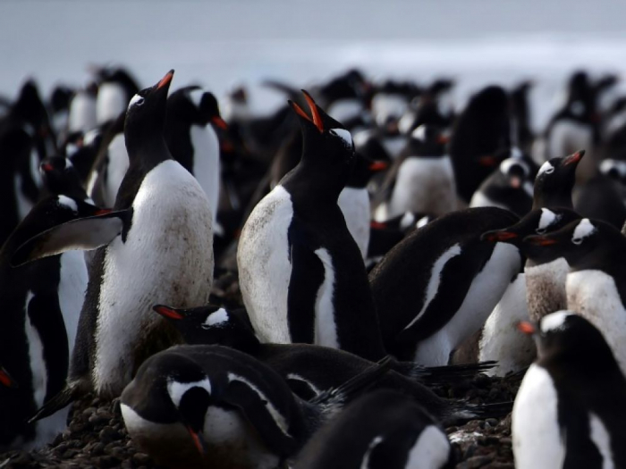  Cinq choses à savoir sur la faune en Antarctique 