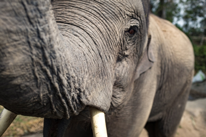   Indonésie:   un éléphant de Sumatra retrouvé décapité