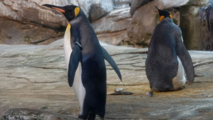 Gay penguin couple steals egg from hetero couple at Dutch zoo