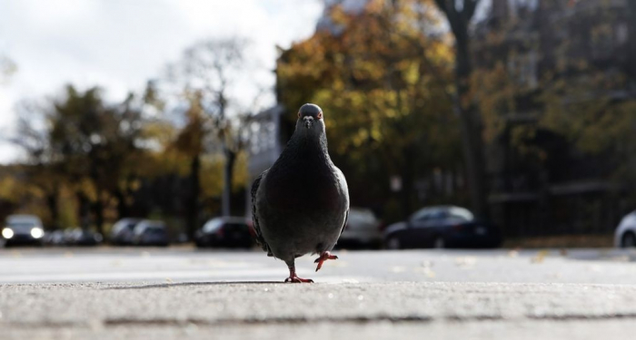  Les pigeons urbains se retrouvent amputés à cause de l’humain 