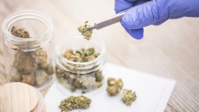 Medical cannabis to be given to patients to study its clinical effect in UK