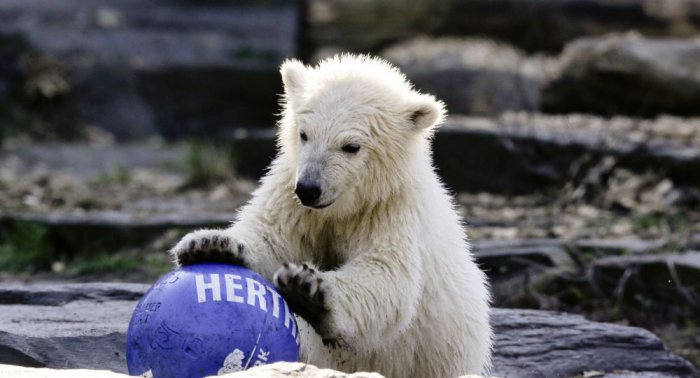 Berlin Zoo celebrates first birthday of polar bear cub Hertha