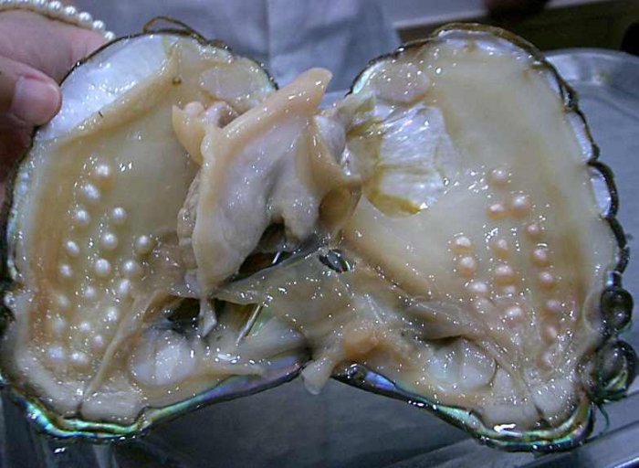   How climate change is making it more difficult to cultivate pearls  