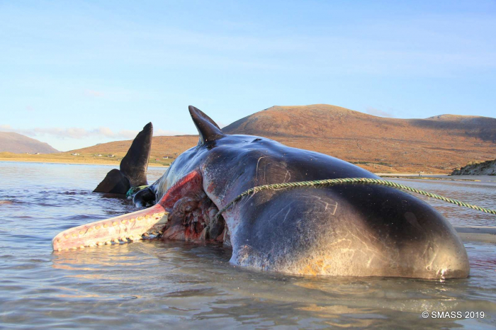 Une baleine échouée avec 100 kg de déchets plastique dans le ventre