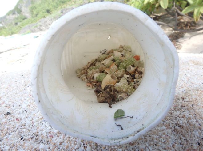 Plastic pollution has killed half a million hermit crabs, study says