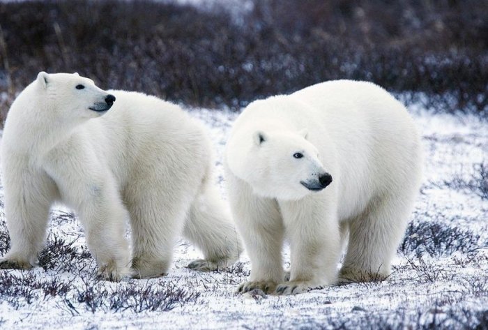   Changement climatique:   56 ours blancs aux abords d