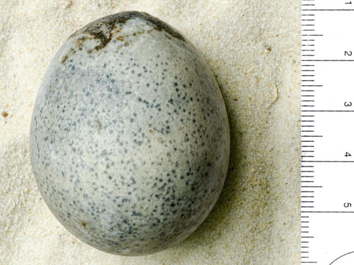 Archaeologists accidentally break eggs going off for 1,700 years