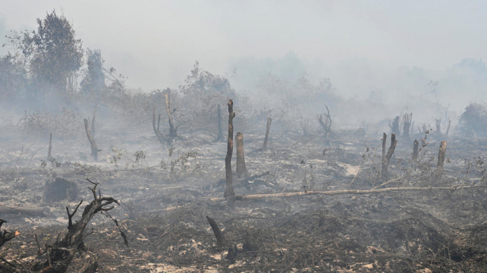 Indonesia hit with $5.2 billion in forest-fire losses: World Bank  