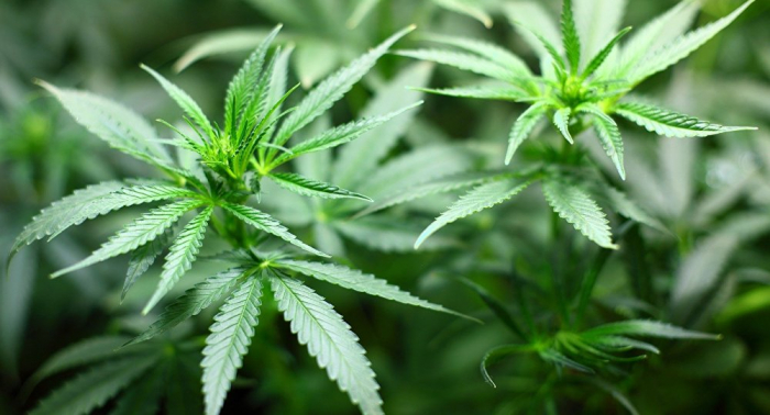  Cannabis als Forschungsobjekt:  Amerikaner bringen 2020 einige Pflanzen zur ISS