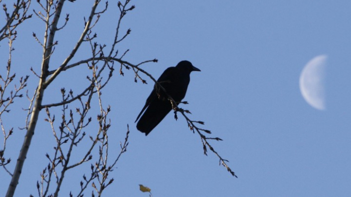   Crows could be the   smartest   animal other than primates  