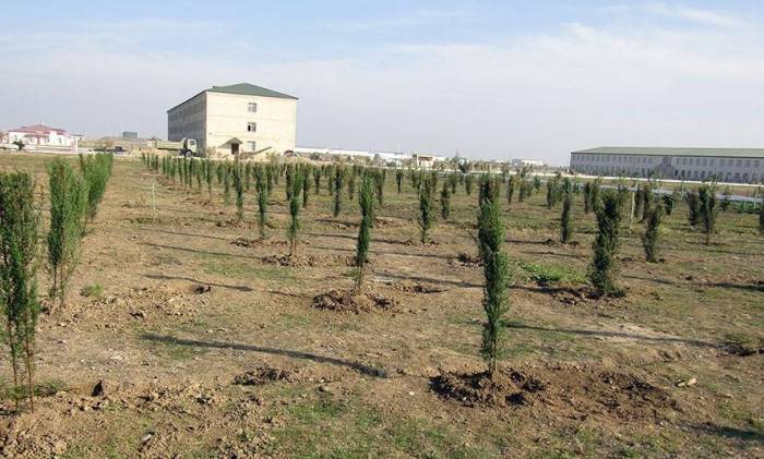  Azerbaijani army to plant 200,000 trees in December 