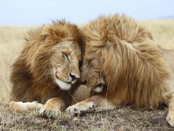  Same-sex sexual behavior in animals: Do we have it all wrong? 
