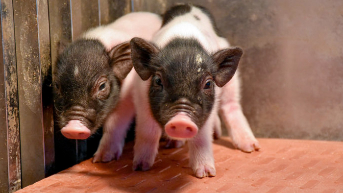 Crean los cerdos más compatibles genéticamente con los humanos