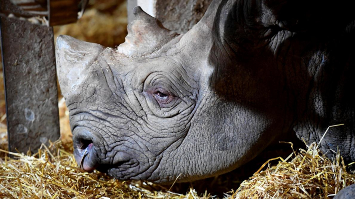 La doyenne des rhinos noirs est morte en Tanzanie à 57 ans