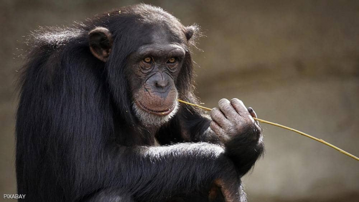"القردة الراقصة".. دراسة تكشف "قدرات فنية" لدى الشامبانزي