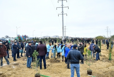   Más de 650 mil árboles fueron plantados en el curso de la acción ambiental iniciada por la Primera Vicepresidenta Mehriban Aliyeva  