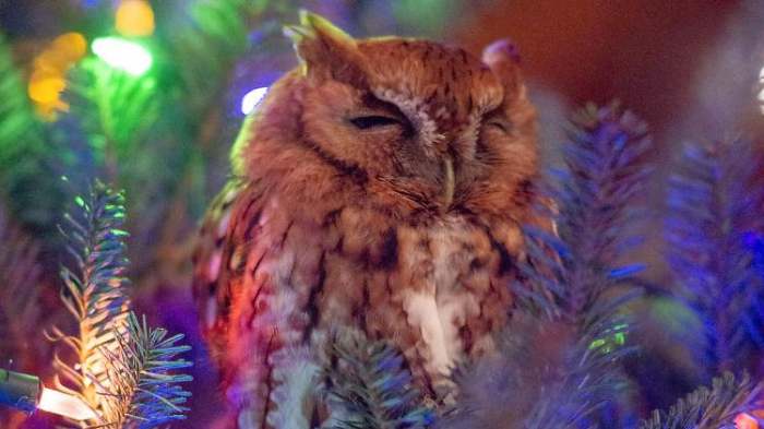 Familie entdeckt echte Eule im Tannenbaum