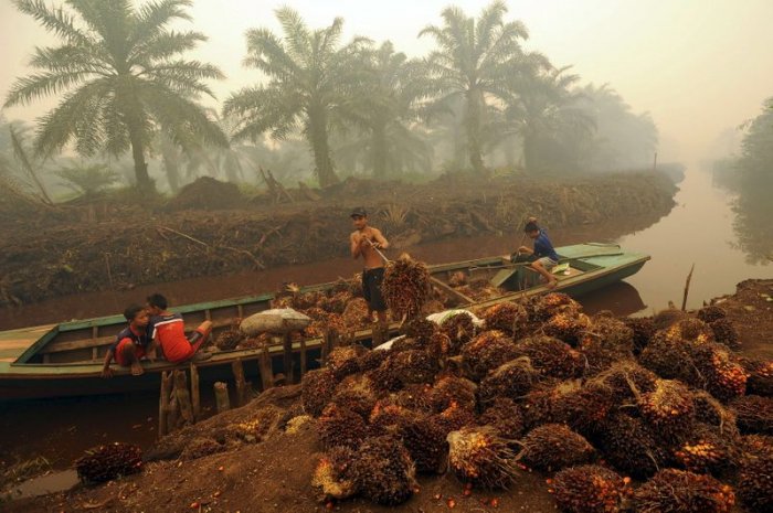 Indonesia warns on EU trade deal, dairy imports amid palm oil spat