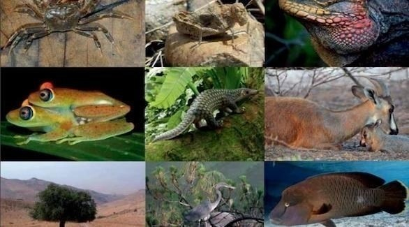 أهم الكائنات الحية التي تم اكتشافها في 2019