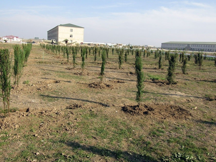   Number of trees planted by Azerbaijani army to exceed 200,000  