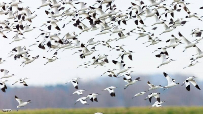 التغير المناخي والطيور.. دراسة تكشف "تطورا مثيرا للدهشة"