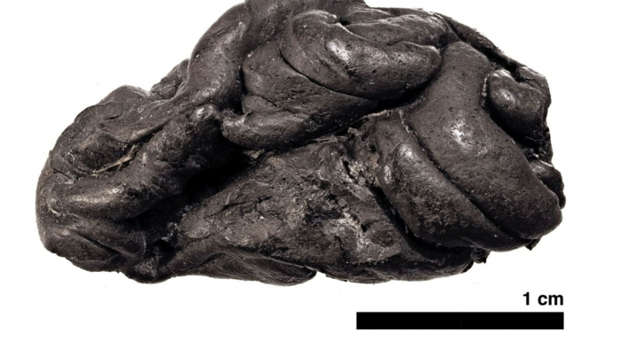 Ancient chewing gum reveals life of Stone Age woman born almost 6,000 years ago
