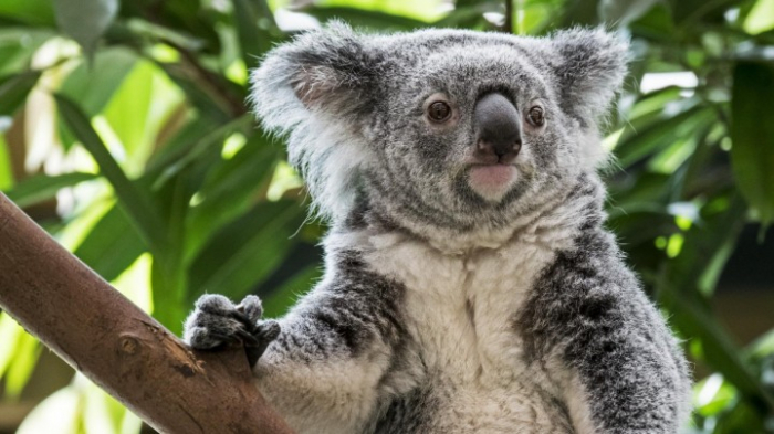   Zehntausende Koalas fallen Waldbränden zum Opfer  