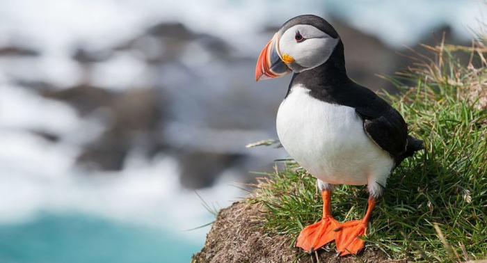 Esta es la primera evidencia de que las aves marinas también saben usar herramientas