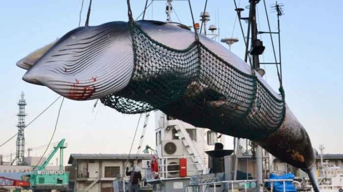 L’Is­lande prévoit de tuer plus de 2 000 baleines d’ici 2023