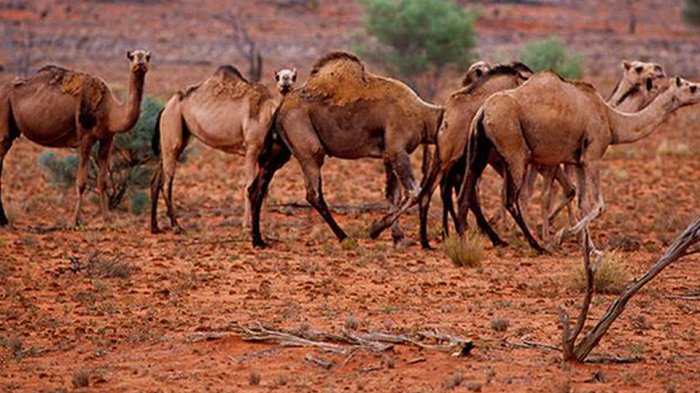   10,000 camels in Australia to be shot from helicopters  