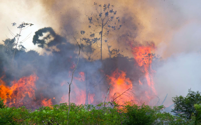     Brésil:   les feux de forêt en Amazonie en hausse de 30% en 2019  