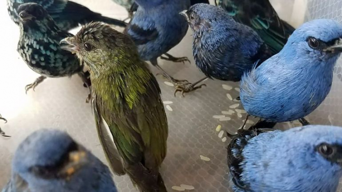 Un Belge arrêté au Pérou avec une vingtaine d’oiseaux exotiques dans ses bagages