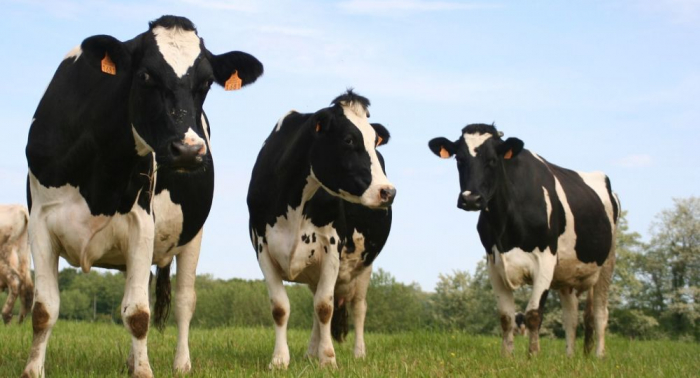 Las vacas tienen una voz individual y saben compartir sus sentimientos