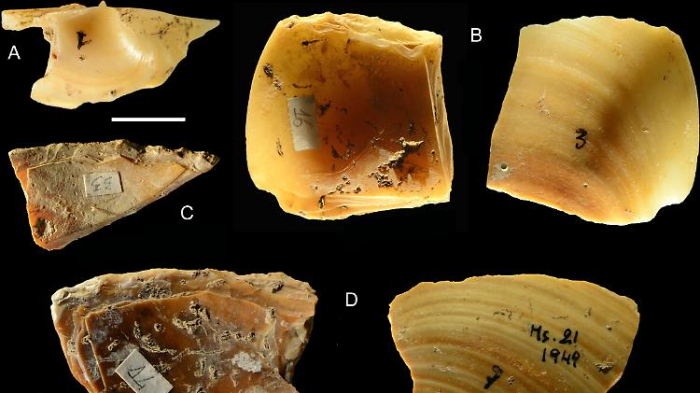   Neandertaler tauchten nach Muscheln  