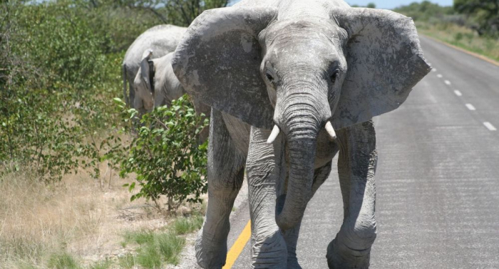   In Sri Lanka betritt neugieriger Elefant Hotel und wirft Tischlampe um –   Video    