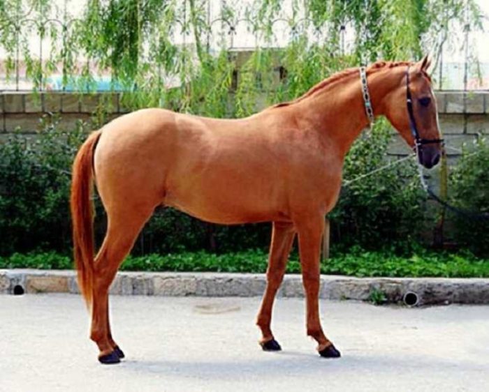   Portal italiano publica información sobre los caballos de Karabaj    