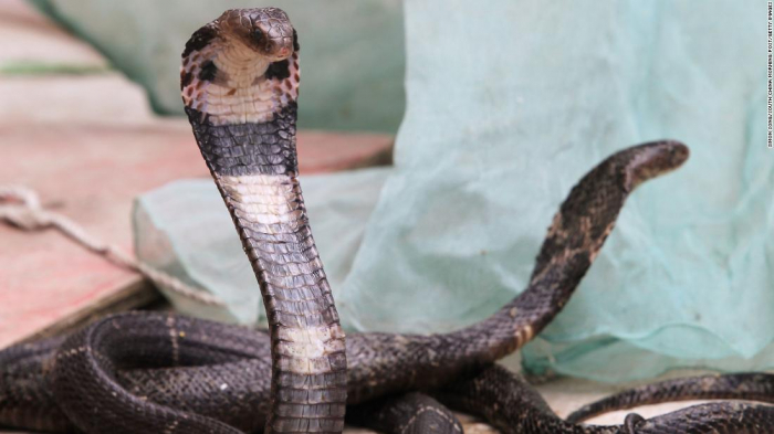  Snakes could be the source of the Wuhan coronavirus outbreak  