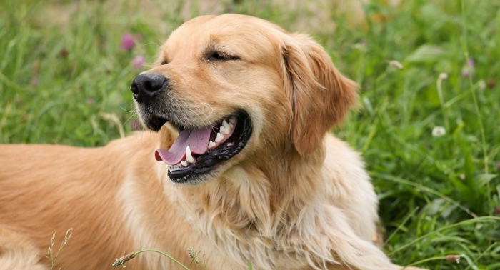 Ich bin dran! Süßer Golden Retriever-Welpe will bei Hausarbeit aushelfen – Video